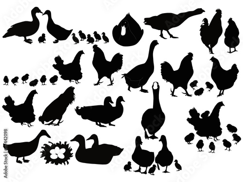 House ducks of a hen ducklings chickens a cock