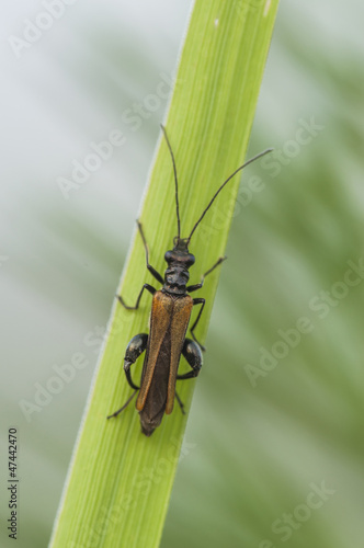 Gemeiner Scheinbockkäfer (Oedemera femorata) photo