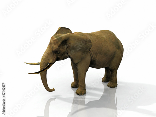 African elephant on white background