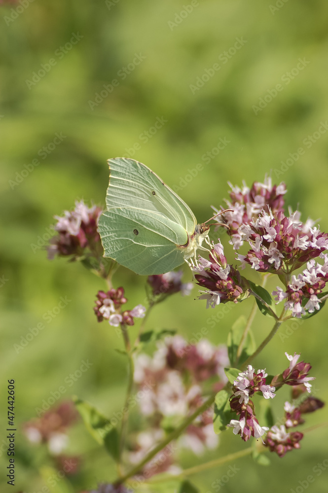 Naklejka premium Zitronenfalter (Gonepteryx rhamni), Weibchen