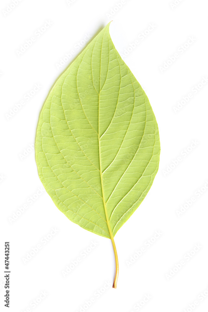Obraz premium Single leaf