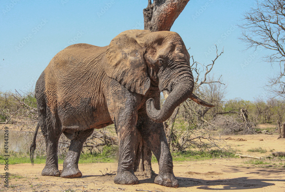 Fototapeta premium Elephant portrait