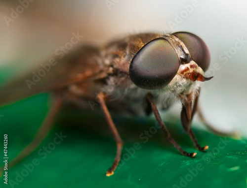 a horse fly sitting on a green surface