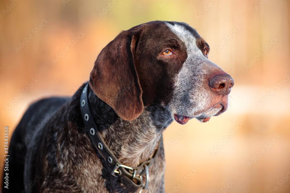 German Shorthaired Pointer dog portrait German Shorthaired Pointer dog portrait