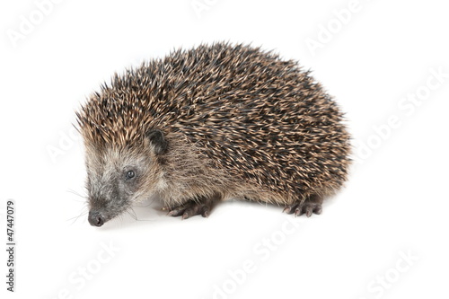 Cute hedgehog walking and sniffing around