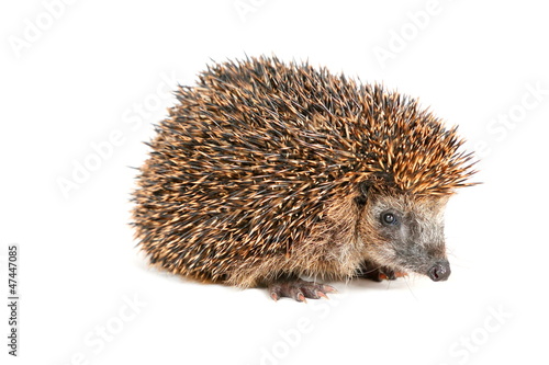 Cute hedgehog looking at the beholder