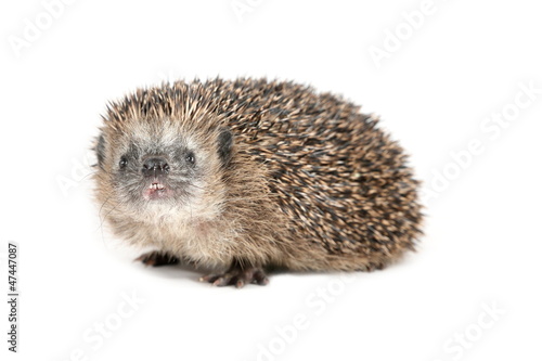 hedgehog sniffing around