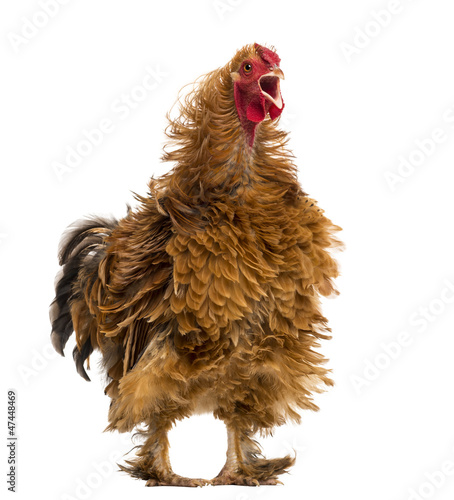 Crossbreed rooster crowing, Pekin and Wyandotte