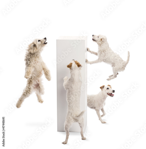 Fototapeta Naklejka Na Ścianę i Meble -  Dogs jumping and looking at pedestal against white background
