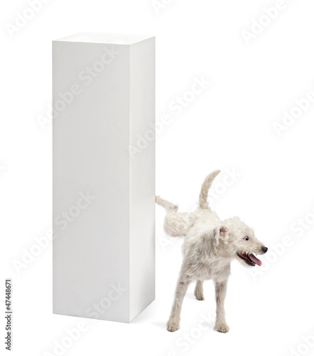 Fotografie, Obraz Parson Russell terrier urinating on a pedestal