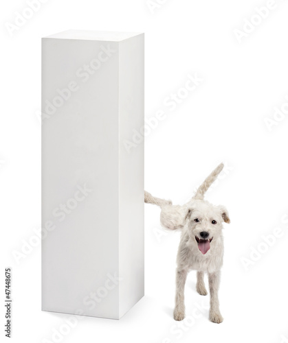 Parson Russell terrier urinating on a pedestal photo