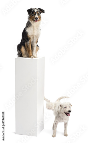 Fotografie, Obraz Parson Russell terrier urinating on a pedestal