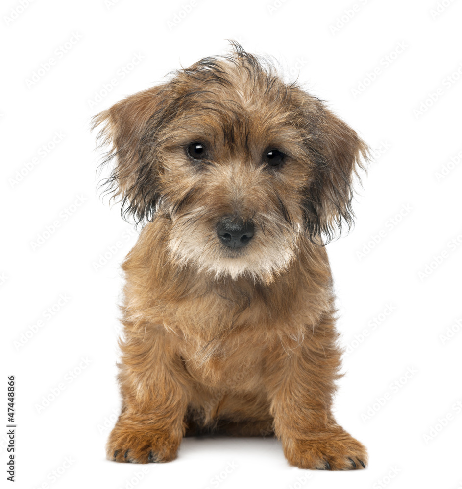 Mixed-breed dog puppy, 3 months old, sitting Mixed-breed dog puppy, 3 months old, sitting