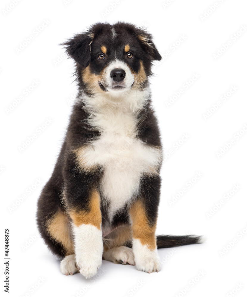 Australian Shepherd, 3 months old, sitting Australian Shepherd, 3 months old, sitting