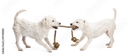 Fototapeta Naklejka Na Ścianę i Meble -  Parson Russell terriers playing with a rope