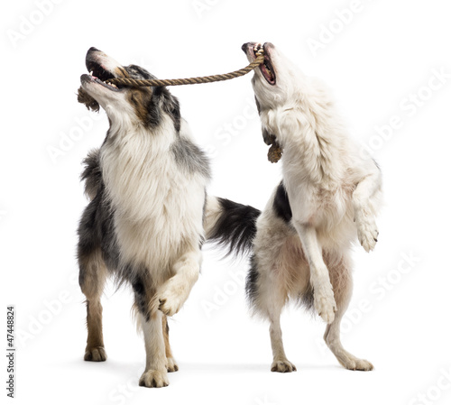 Photography Border Collie and Australian Shepherd playing with a rope