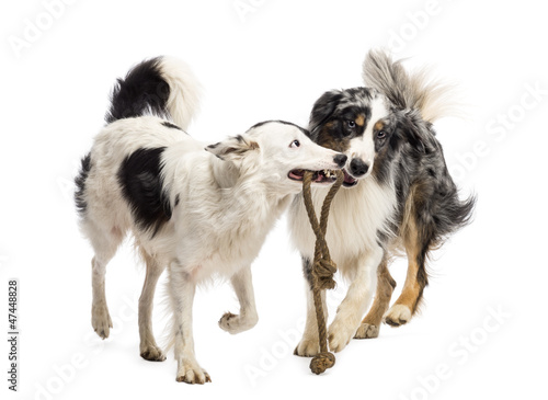 Border Collie and Australian Shepherd playing with a rope