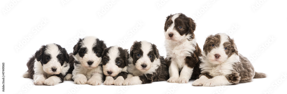 Group of Bearded Collie puppies, 6 weeks old, sitting and lying Group of Bearded Collie puppies, 6 weeks old, sitting and lying