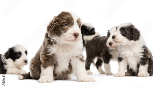Bearded Collie puppies, 6 weeks old, sitting, lying and standing