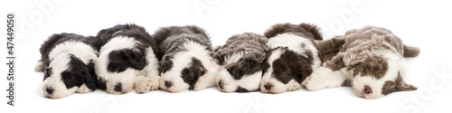 Group of Bearded Collie puppies, 6 weeks old, sleeping in a row