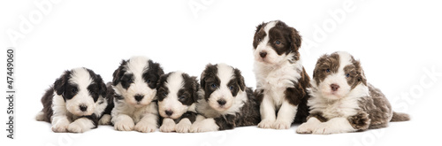 Group of Bearded Collie puppies, 6 weeks old, sitting and lying © Eric Isselée