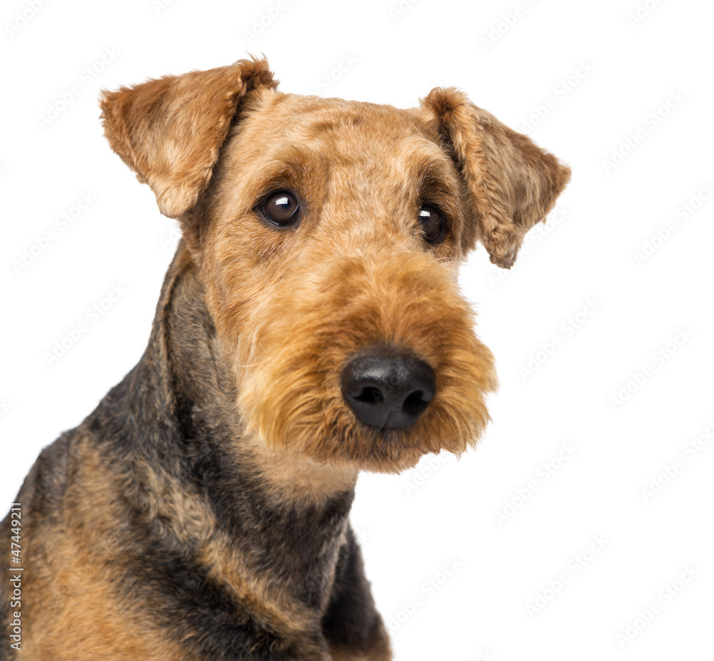 Close up of an Airedale Terriers looking at camera Close up of an Airedale Terriers looking at camera