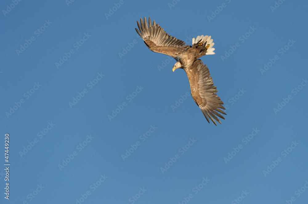 Obraz premium Eagle Diving