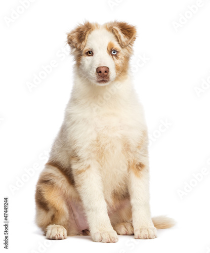 Fototapeta Naklejka Na Ścianę i Meble -  Australian Shepherd puppy, 3.5 months old, sitting