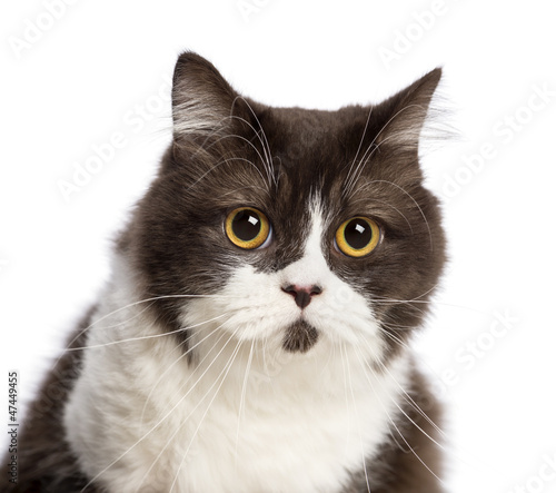 Close up of a British longhair against white background