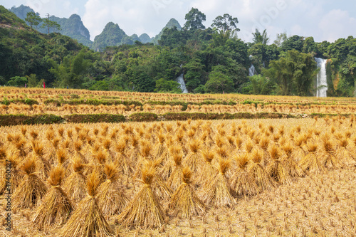 Fields in Vietnam