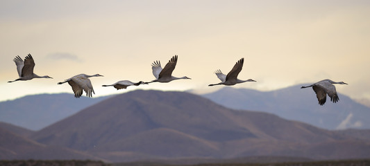 Wandcirkels Vogel Vliegende kraanvogels in formatie  © kojihirano