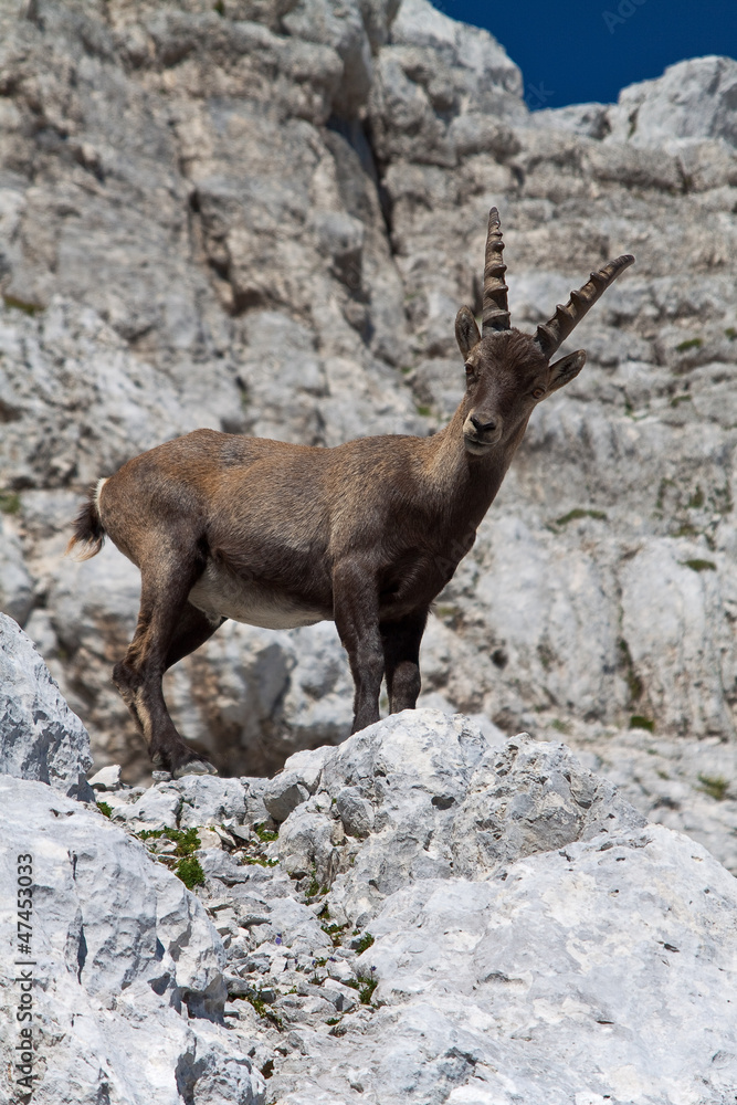 Stambecco , Jof di Montasio Friuli