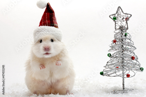 Dwarf hamster with christmas red hat on white background