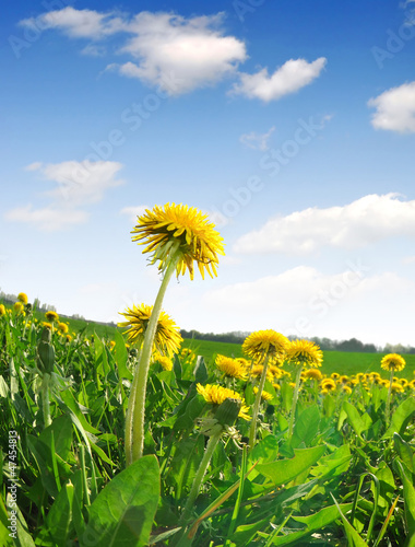 dandelions in the meadow