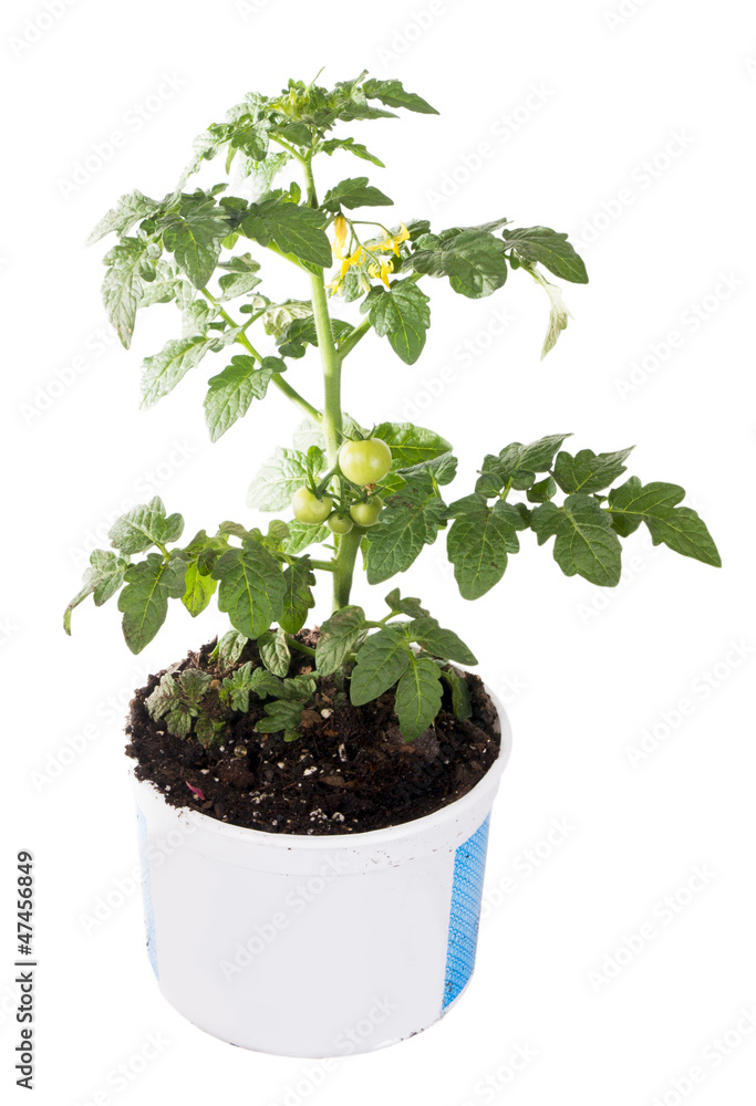 Tomato seedling with flowers and fruit Tomato seedling with flowers and fruit
