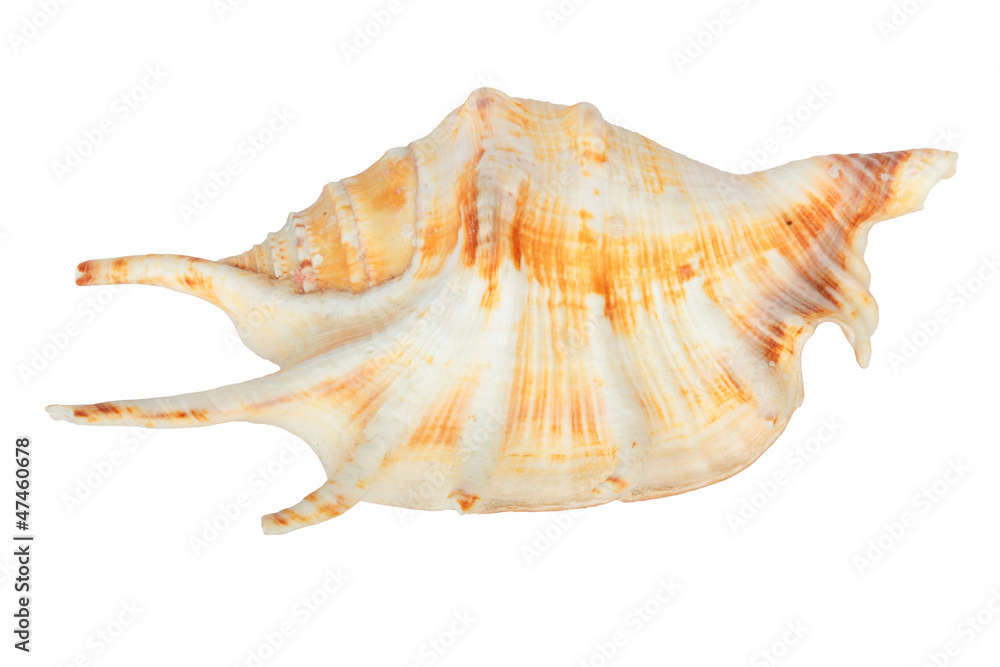 Sea shell isolated on white Sea shell isolated on white