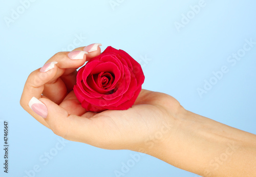 Red rose with woman's hand on blue background