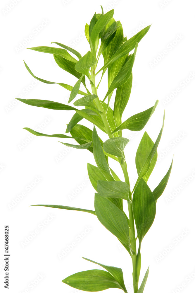 Fototapeta premium Branch with green leaves, isolated on white