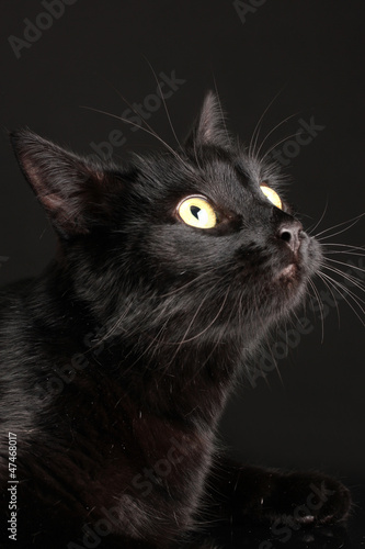 Leinwand Poster Black cat on black background
