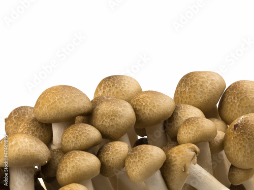 Japanese Shimeji mushroom isolated on white background