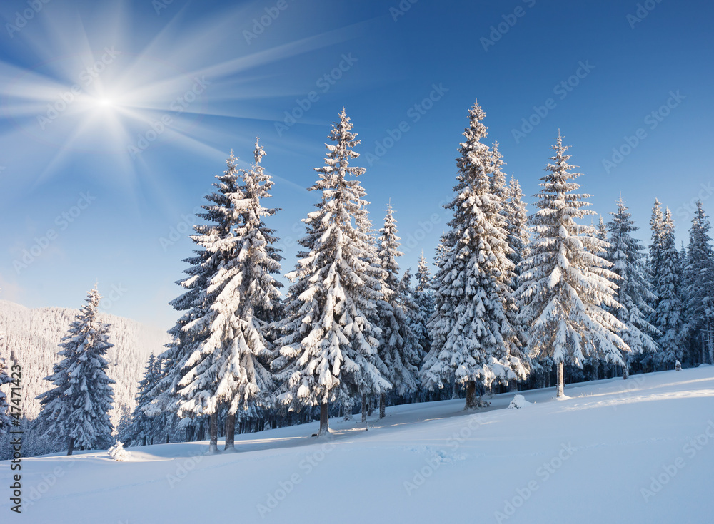 Fototapeta premium winter