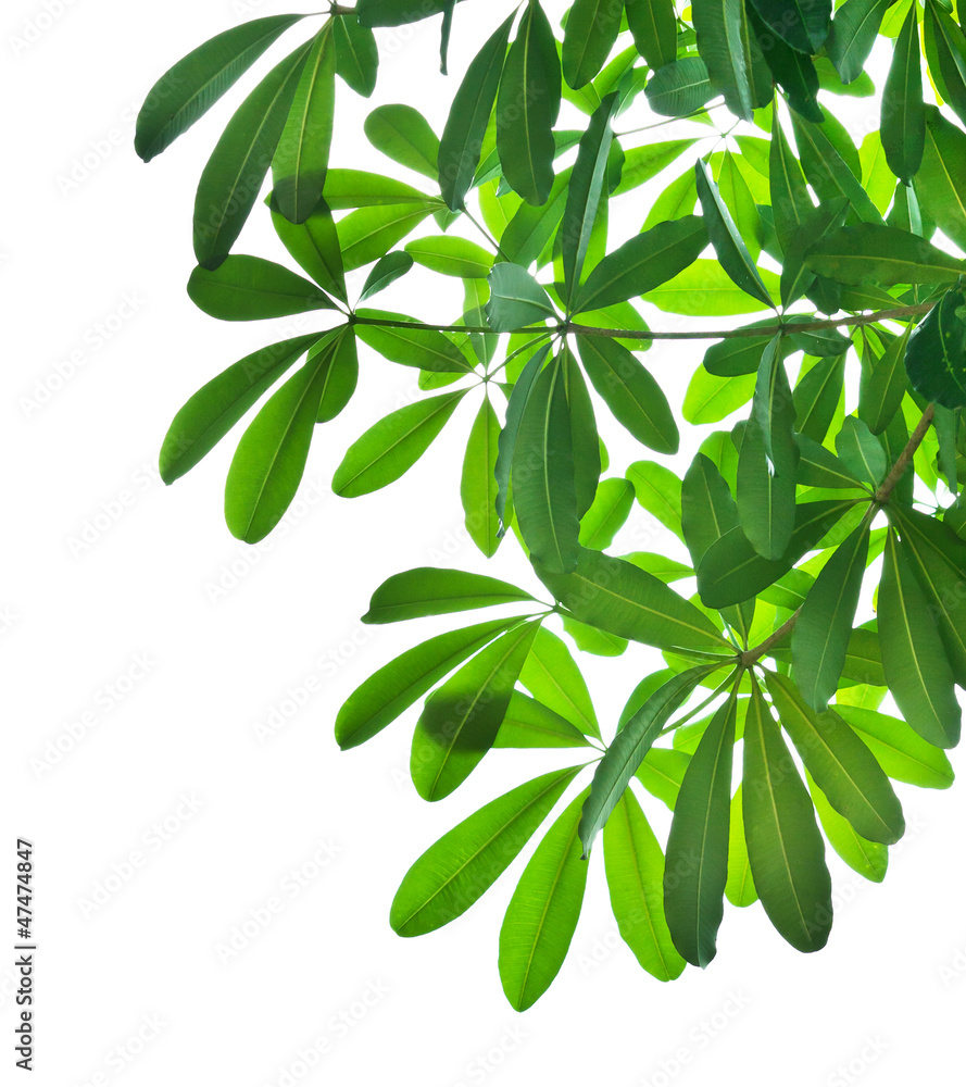 green leaves and tree branch isolated