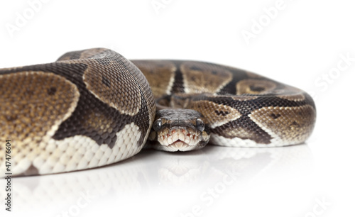 Python snake closeup