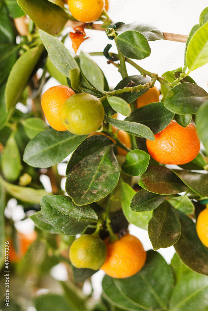 mandarins on the branch