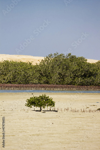 Fototapeta Naklejka Na Ścianę i Meble -  Mangrove Bay in Sharm el Sheikh