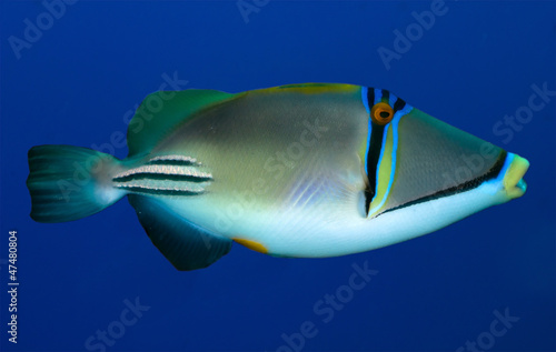 Picasso triggerfish (Rhinecanthus assasi) in the Red Sea, Egypt. photo