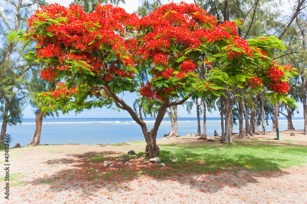 Fototapeta premium flamboyant, Delonix regia, Saint-Leu, Réunion