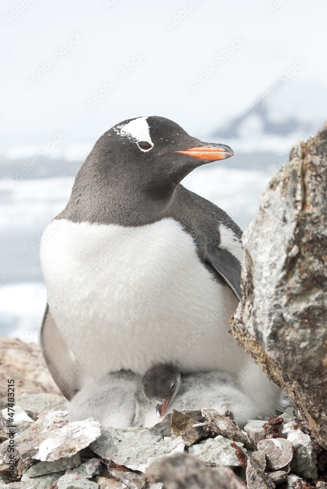 Fototapeta premium Female and gentoo penguin chicks.