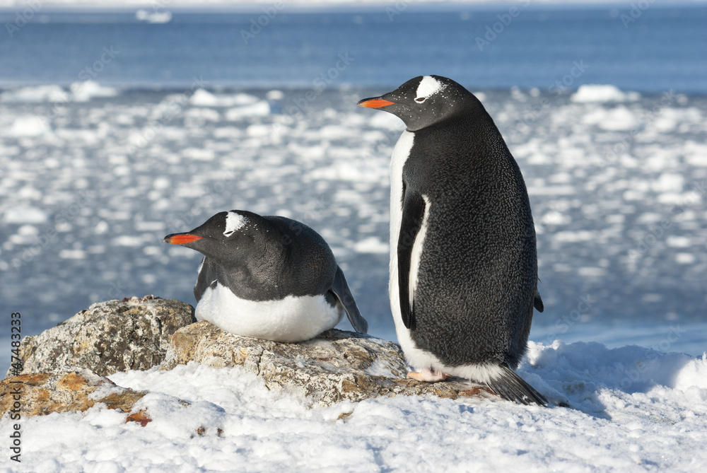 Fototapeta premium Gentoo penguin couple on the background of the ocean.
