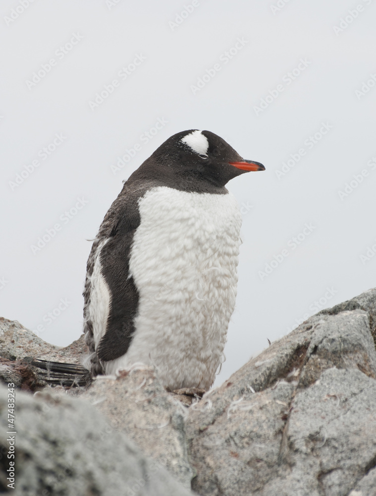 Naklejka premium Gentoo penguin who is shedding.